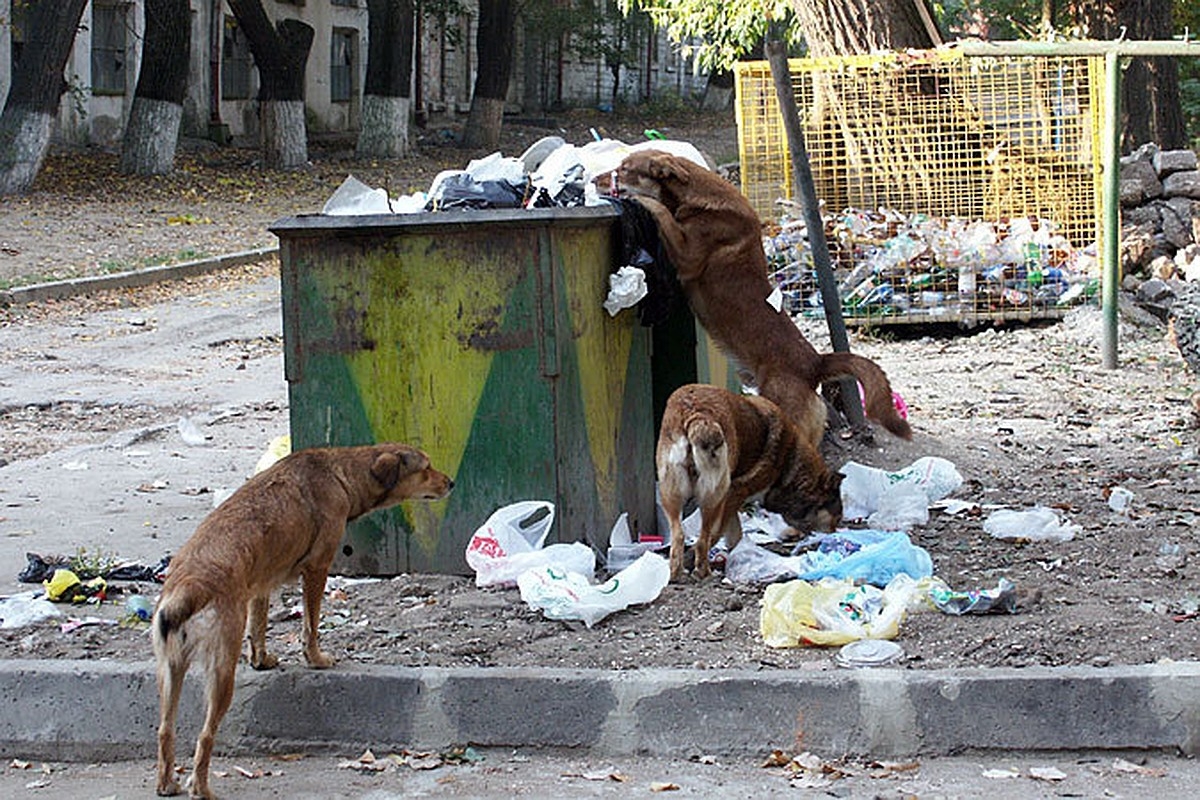 В Баку собаки согревали младенца, брошенного возле "мусорки" - ФОТО