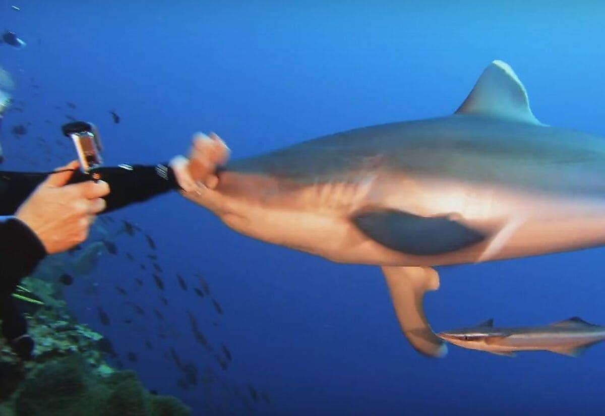 Женщина голыми руками отбилась от акулы – ВИДЕО