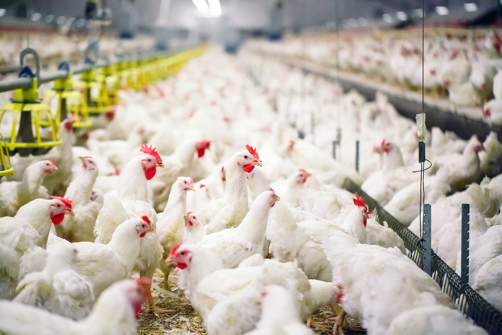 Запрещен ввоз в Азербайджан живой птицы и продуктов из птичьего мяса из ряда стран