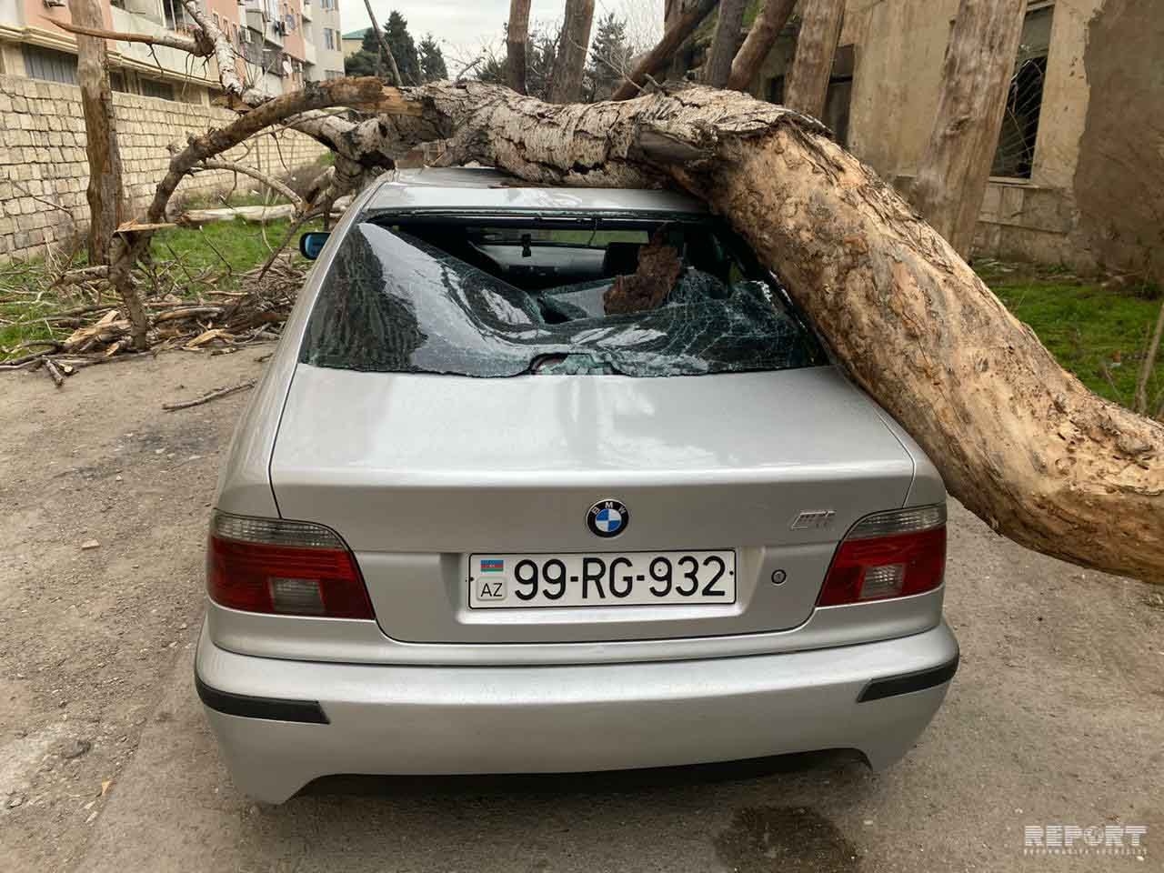 Во дворе бакинской больницы на автомобиль упало дерево - ВИДЕО