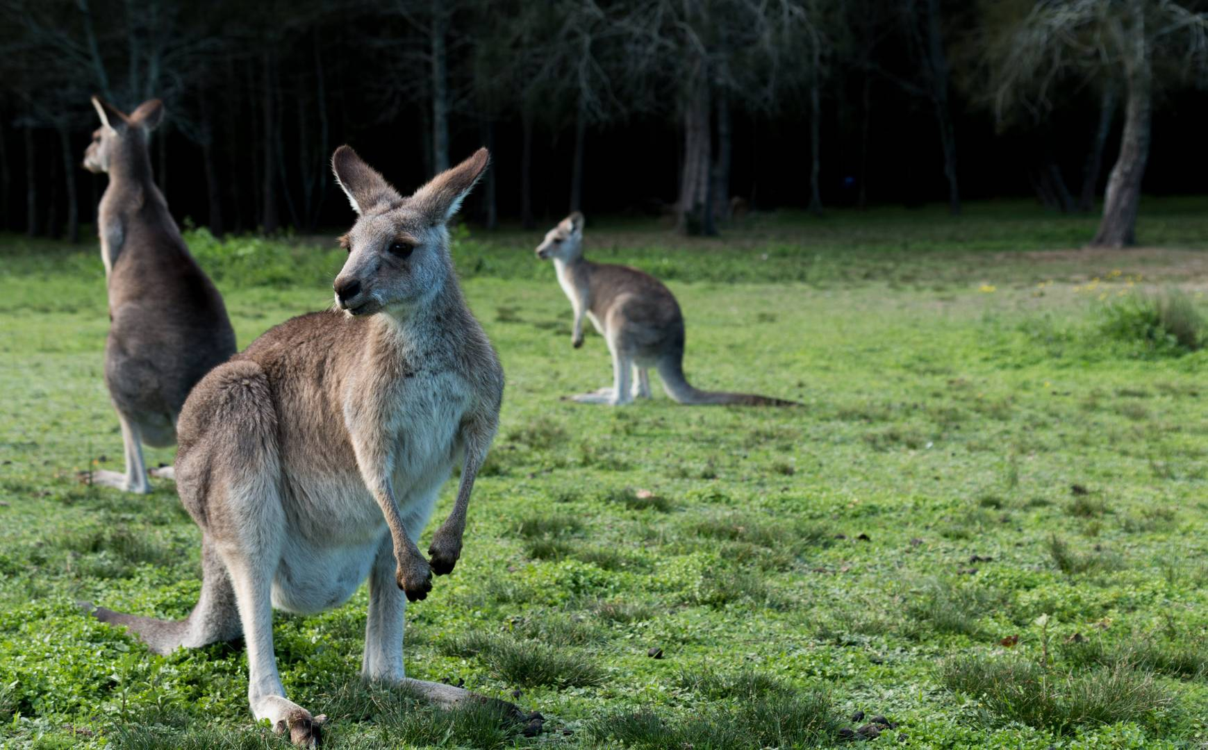 В Сеть попала невероятная "драка" кенгуру и велосипедиста в Австралии - ВИДЕО