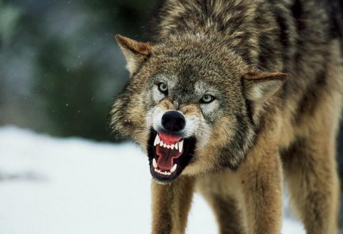 В Баку волк искусал 54-летнего мужчину - ФОТО