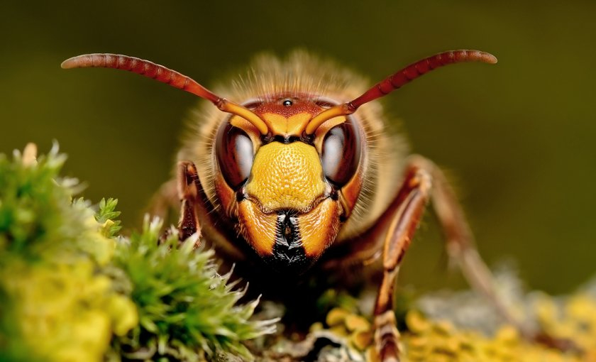 40 тысяч пчел-убийц напали на людей в американском городе