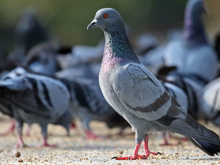 В Баку массово гибнут голуби: вирус или отравление? - ФОТО