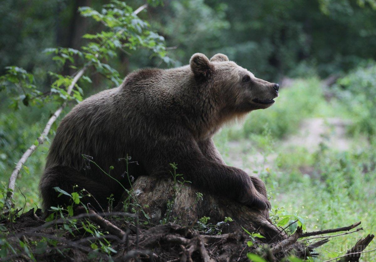 В Китае одобрили использование желчи медведя для лечения пациентов с коронавирусом