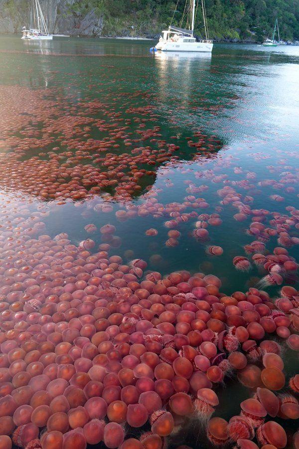 Из-за отсутствия туристов воды пляжей на Филиппинах заполонили томатные медузы  - ВИДЕО