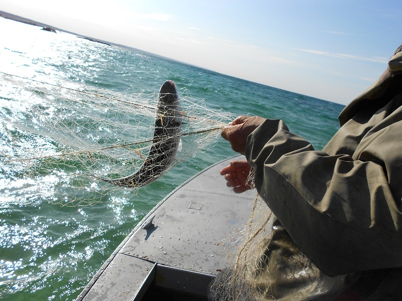 В Азербайджане вводится мораторий на рыбную ловлю