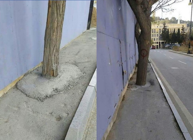 В Баку корни деревьев залили бетоном - ФОТО