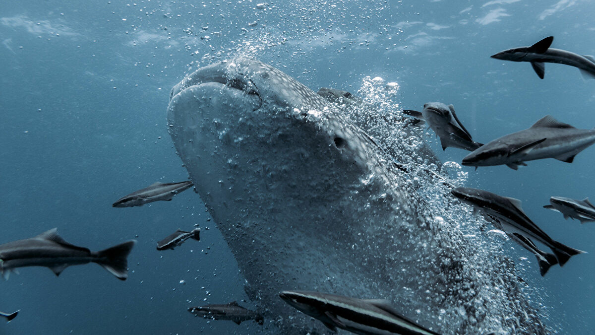 У побережья Флориды сняли на ВИДЕО самую большую в мире акулу