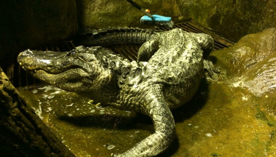 В Московском зоопарке умер "аллигатор Гитлера" - ВИДЕО