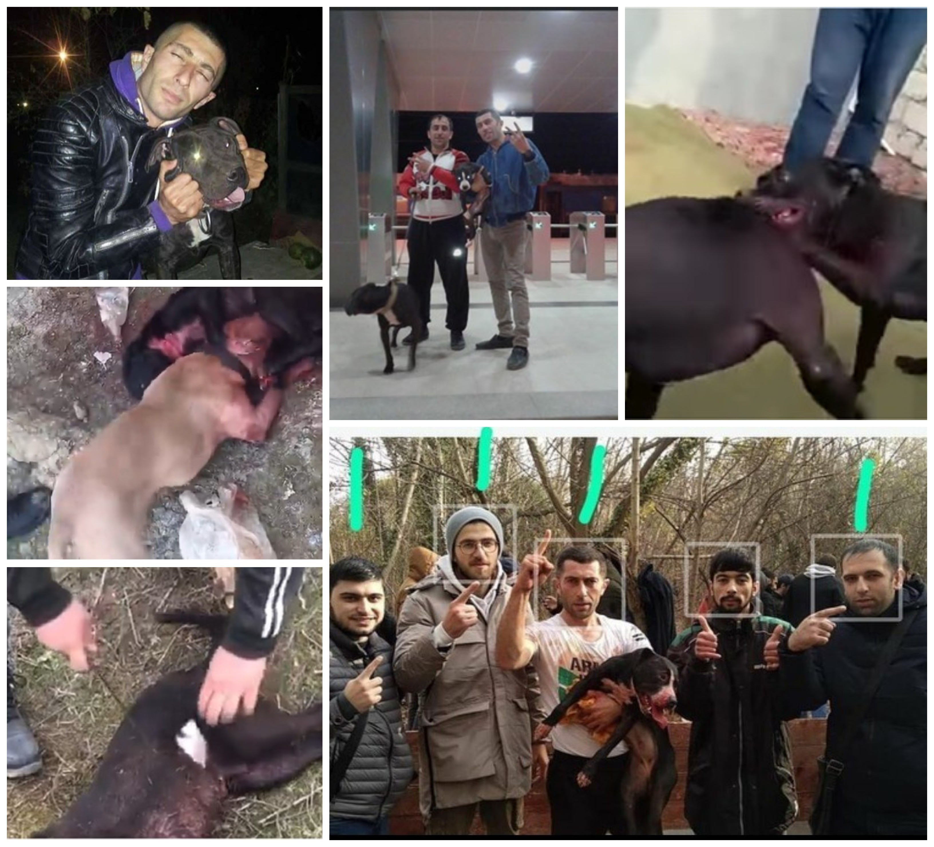 Установлены личности шестерых организаторов собачьих боев в Азербайджане - ФОТО
