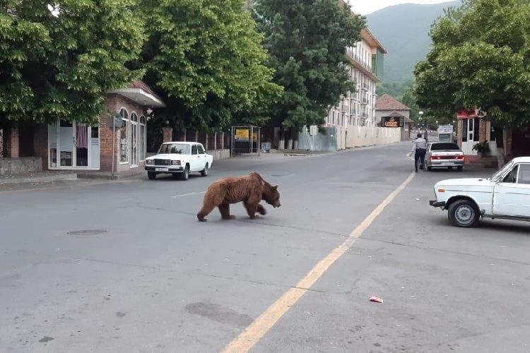 Медведь будет доставлен в Алтыагаджский Национальный парк - ВИДЕО - ОБНОВЛЕНО