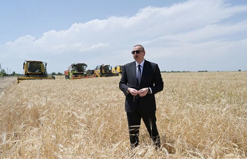 Ильхам Алиев на церемонии начала сбора урожая зерновых в Агджабеди