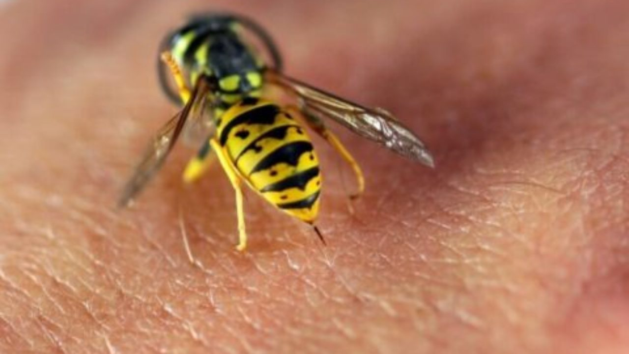 В Азербайджане мужчина умер от укуса пчелы