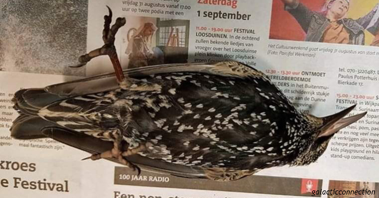 В Голландии тестировали 5G - сотни птиц погибли сразу же!