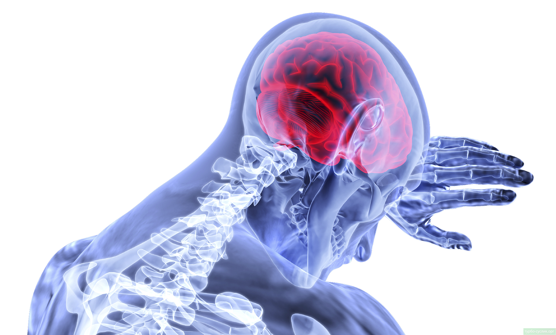 Ученые обнаружили влияние COVID-19 на головной мозг
