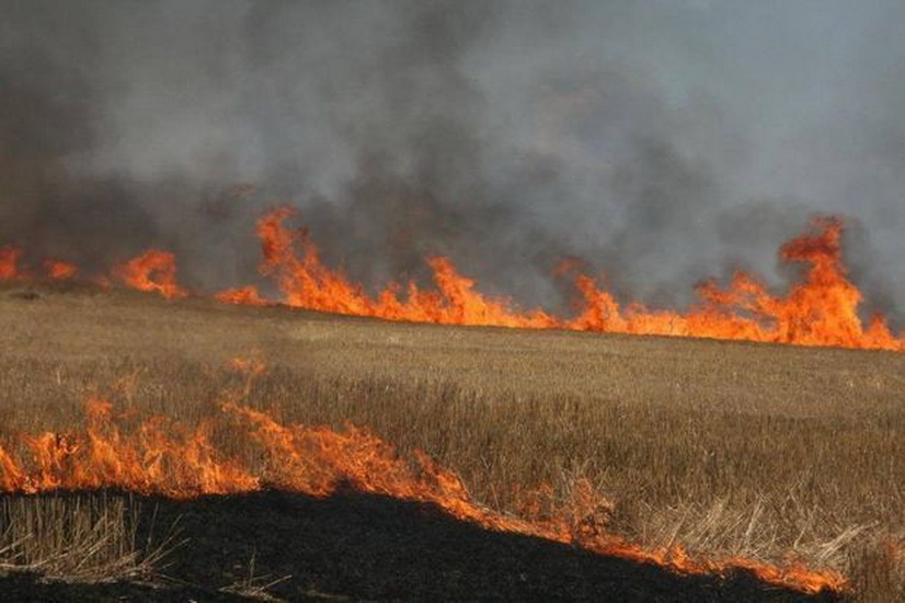 В Агсуинском районе горит пшеничное поле
