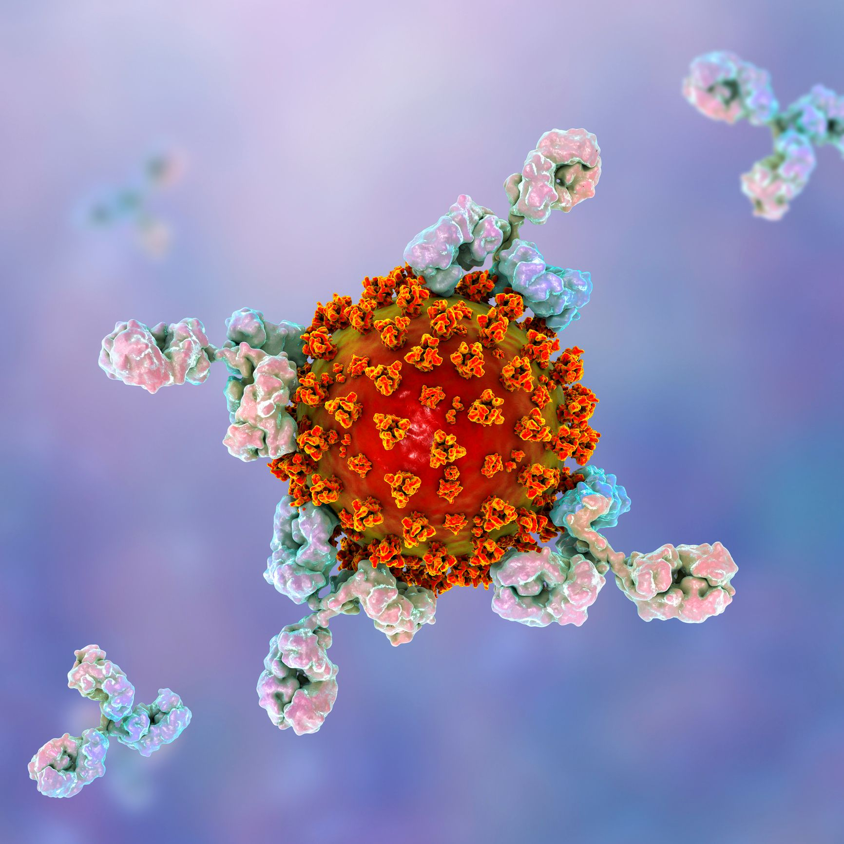 Ученые из Германии выделили 28 антител, нейтрализующих COVID-19