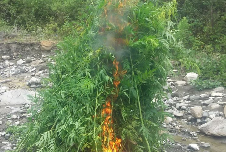 В Исмаиллы уничтожено около 1 тонны наркотиков