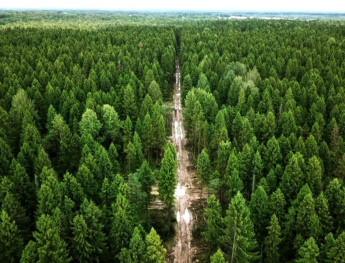 В ООН сообщили, что за 30 лет на Земле исчезли леса на территории размером с Ливию