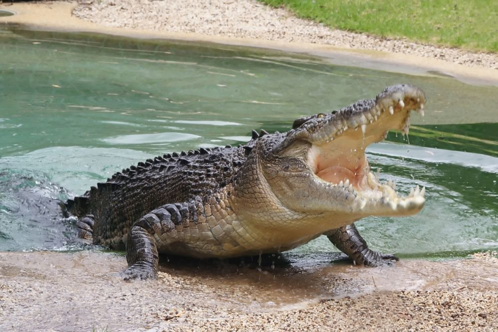 Крокодил растерзал купавшегося в озере 9-летнего мальчика