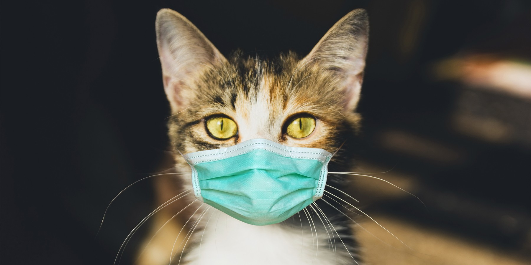 В Великобритании подтвердили первый случай коронавируса у кошки