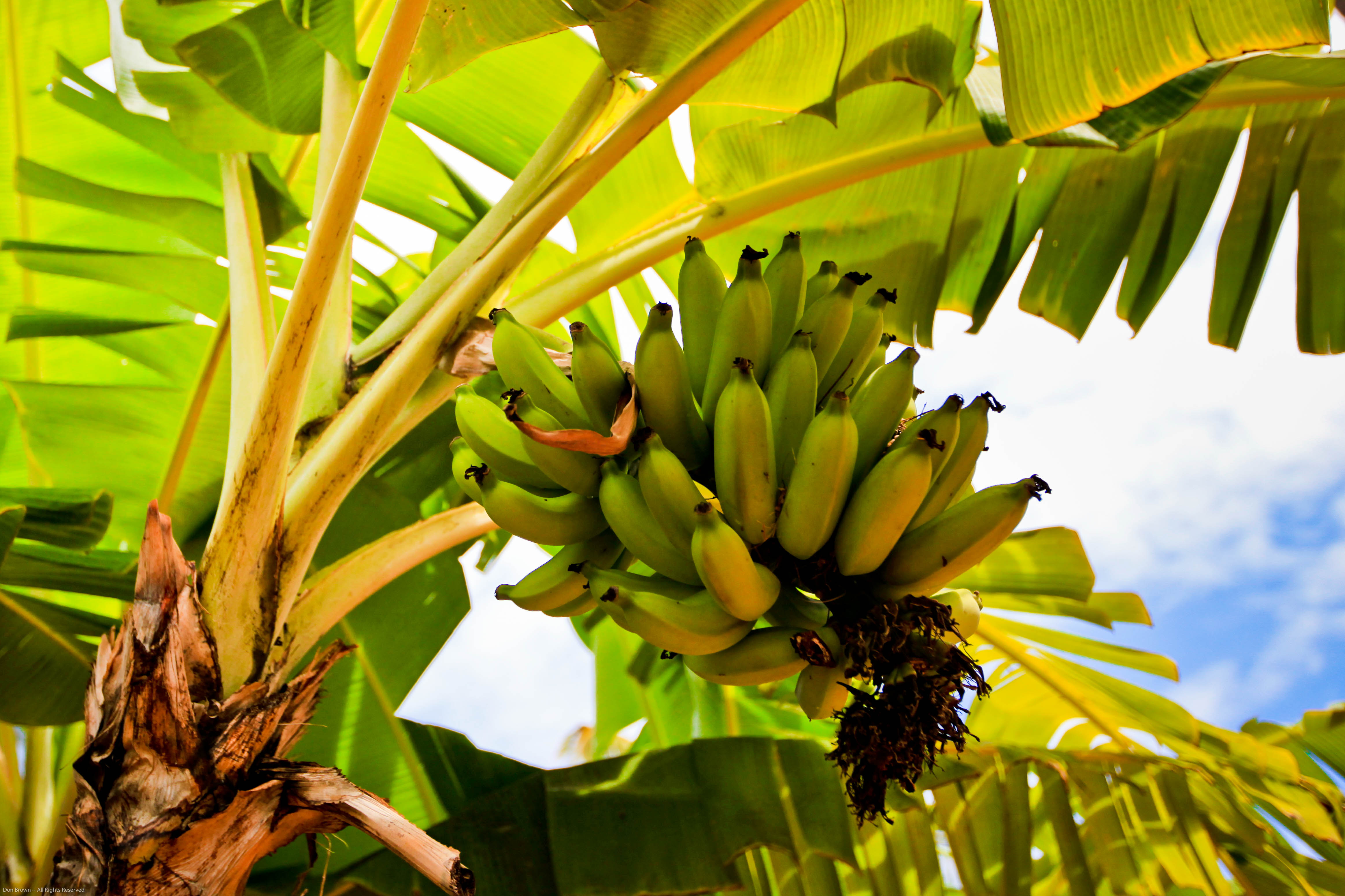 Ученые предложили использовать банановые листья для производства авто