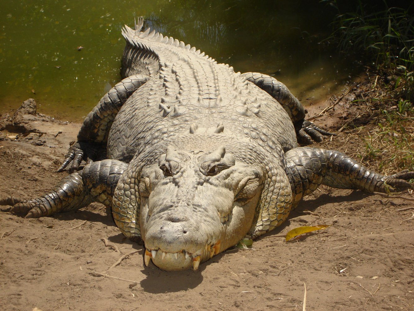 Суеверные жители деревни сочли огромного крокодила демоном и обезглавили его