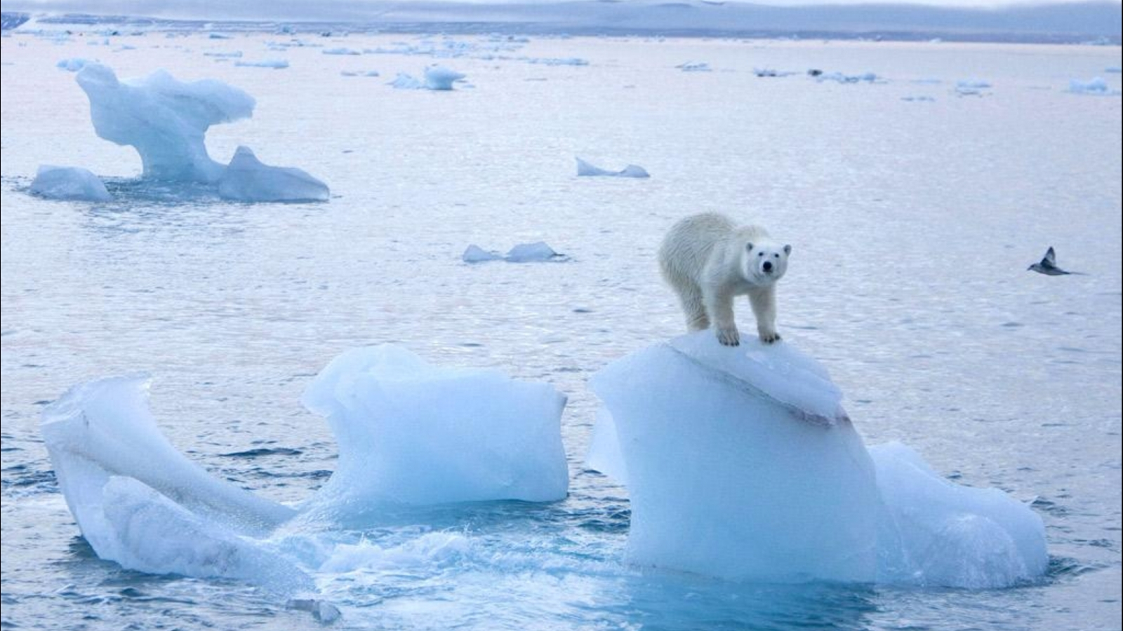 Температура в Арктике поднялась до рекордного уровня