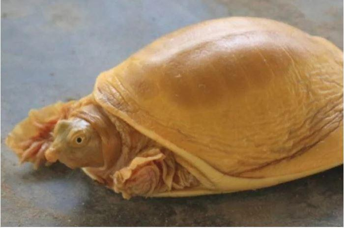В Индии редкую золотую черепаху считают реинкарнацией бога - ФОТО