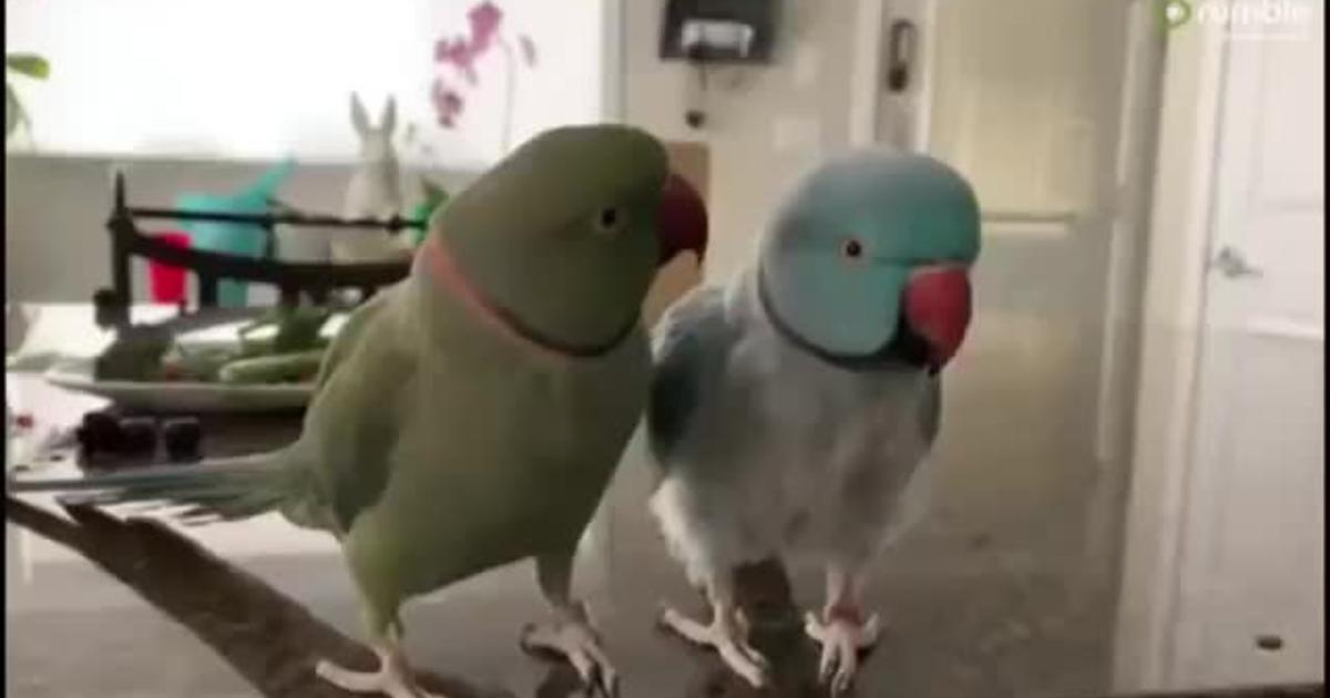 Болтающие друг с другом, совсем как люди, попугаи рассмешили Сеть - ВИДЕО