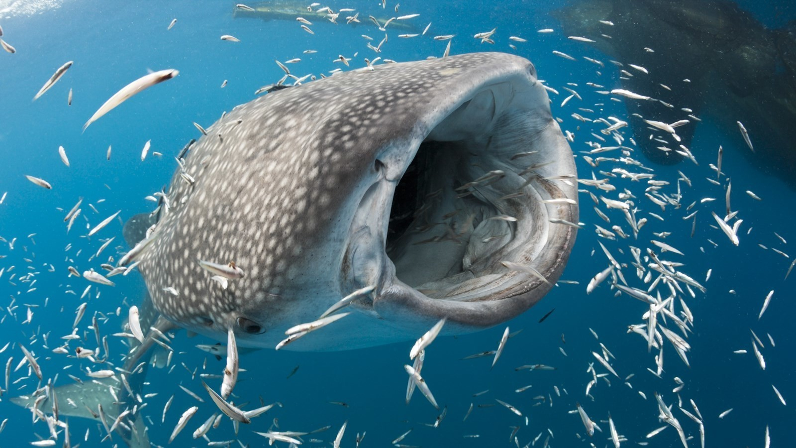 Названа самая большая рыба в мире