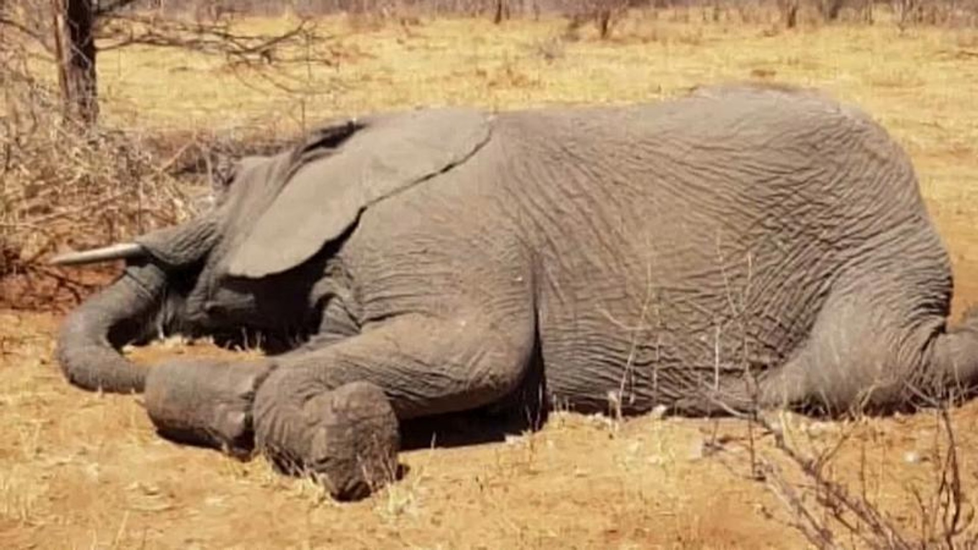 Ученые выяснили причину массовой гибели слонов в Африке
