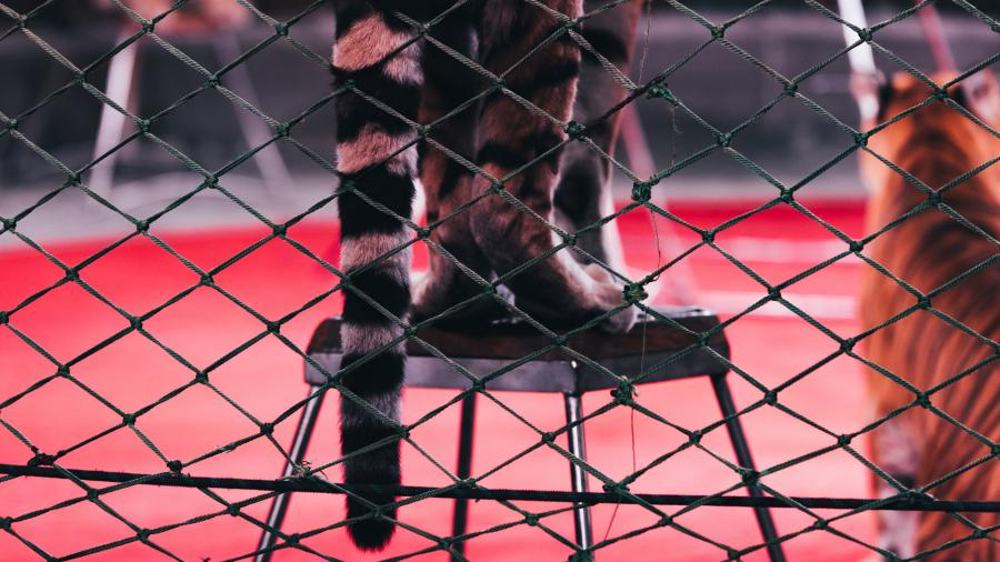 В Чехии запретят цирки с животными