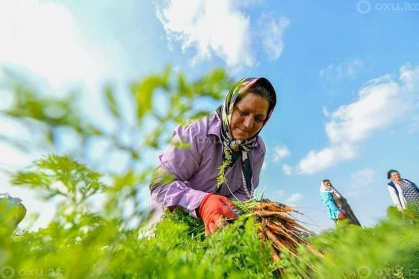 Храбрость азербайджанской женщины: Сбор урожая под артиллерийским обстрелом - ФОТО