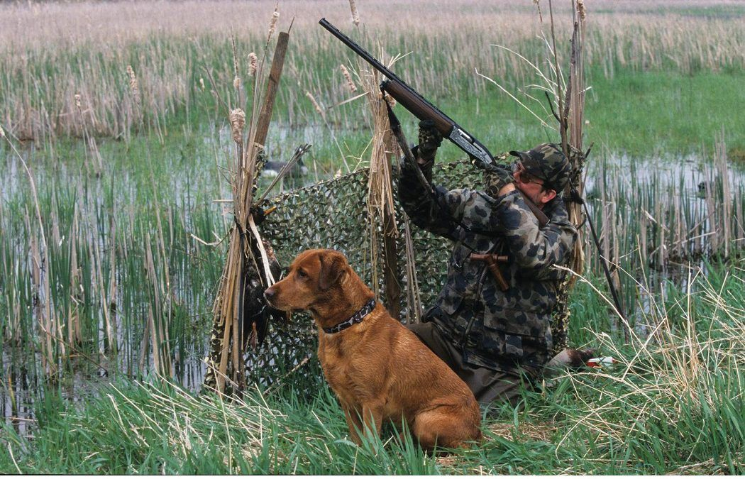 В Азербайджане приостановлена охота на диких животных и птиц
