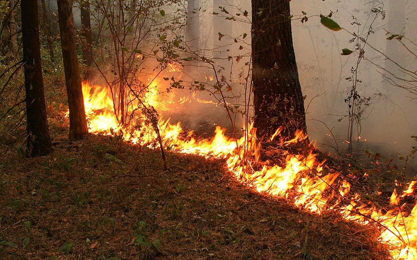 Армяне обстреляли Дашкесан, возник пожар в лесистой местности