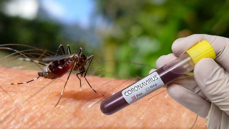 Стало известно, как долго коронавирус живет в комарах
