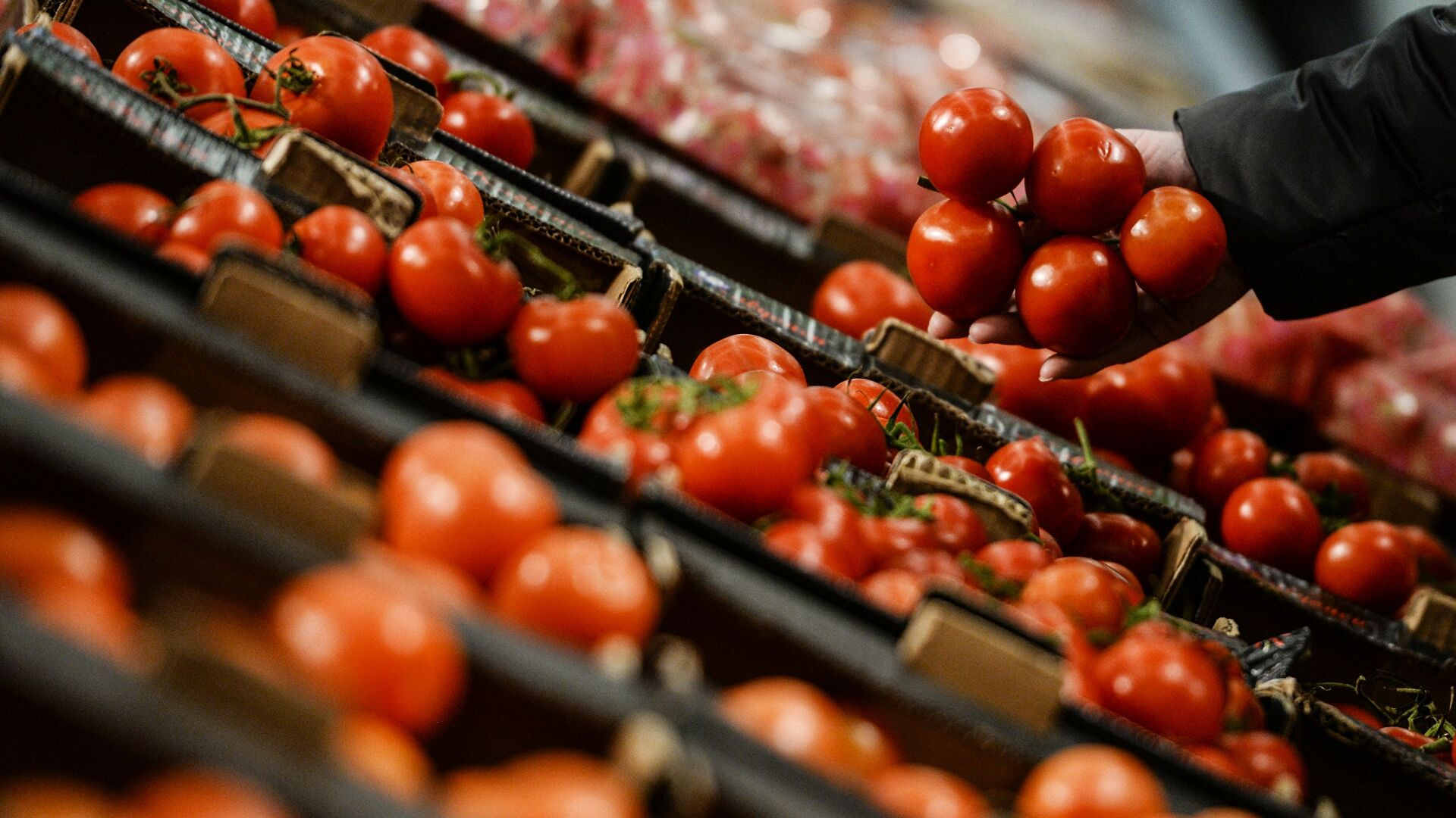 Россия разрешила ввоз томатов с одного из азербайджанских предприятий