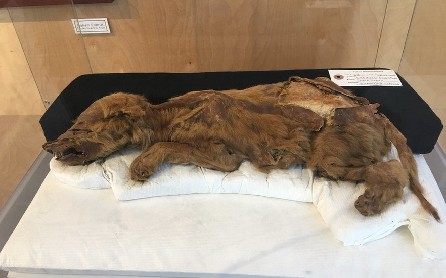 На Аляске нашли мумию волчонка возрастом 57 тысяч лет
