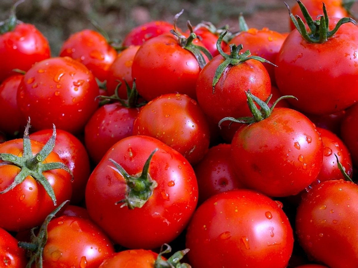 Россия разрешает ввоз томатов еще с 15 азербайджанских предприятий