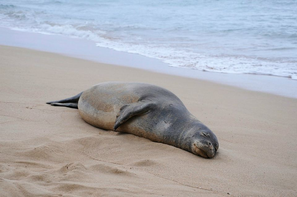 Ученые назвали причину массовой гибели тюленей в Каспийском море