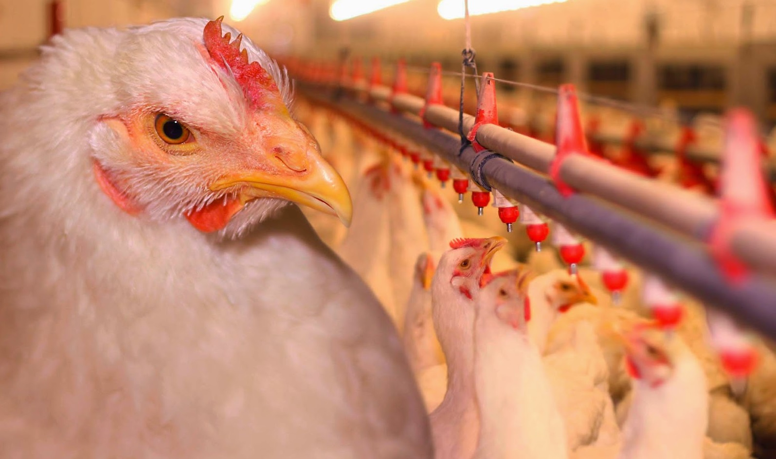 Азербайджан приостановил ввоз продукции птицеводства еще из одной страны