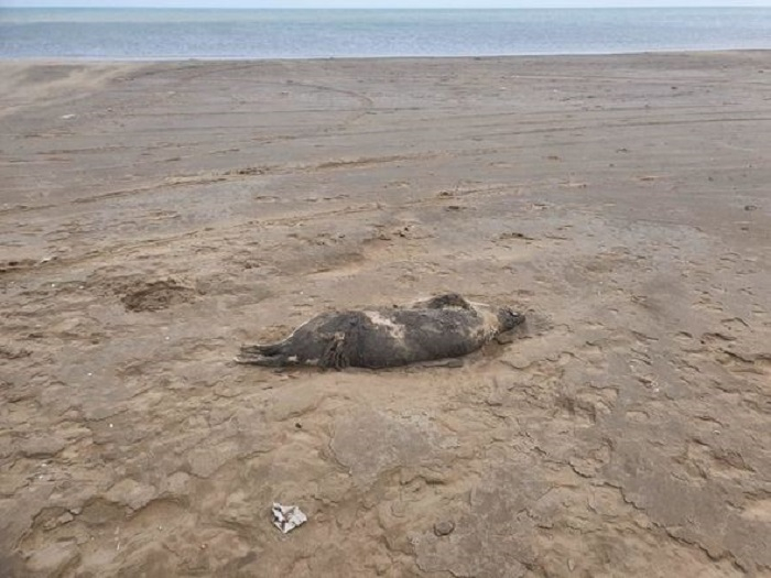 Минэкологии назвало причину гибели тюленей в Каспийском море