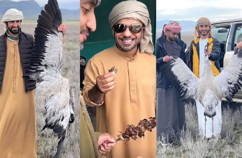 Арабы истребляют редких птиц в Азербайджане - ФОТО/ВИДЕО