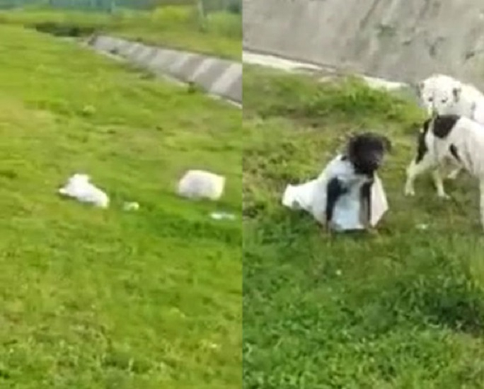 В Азербайджане собак завернули в мешки и бросили на обочине дороги - ВИДЕО