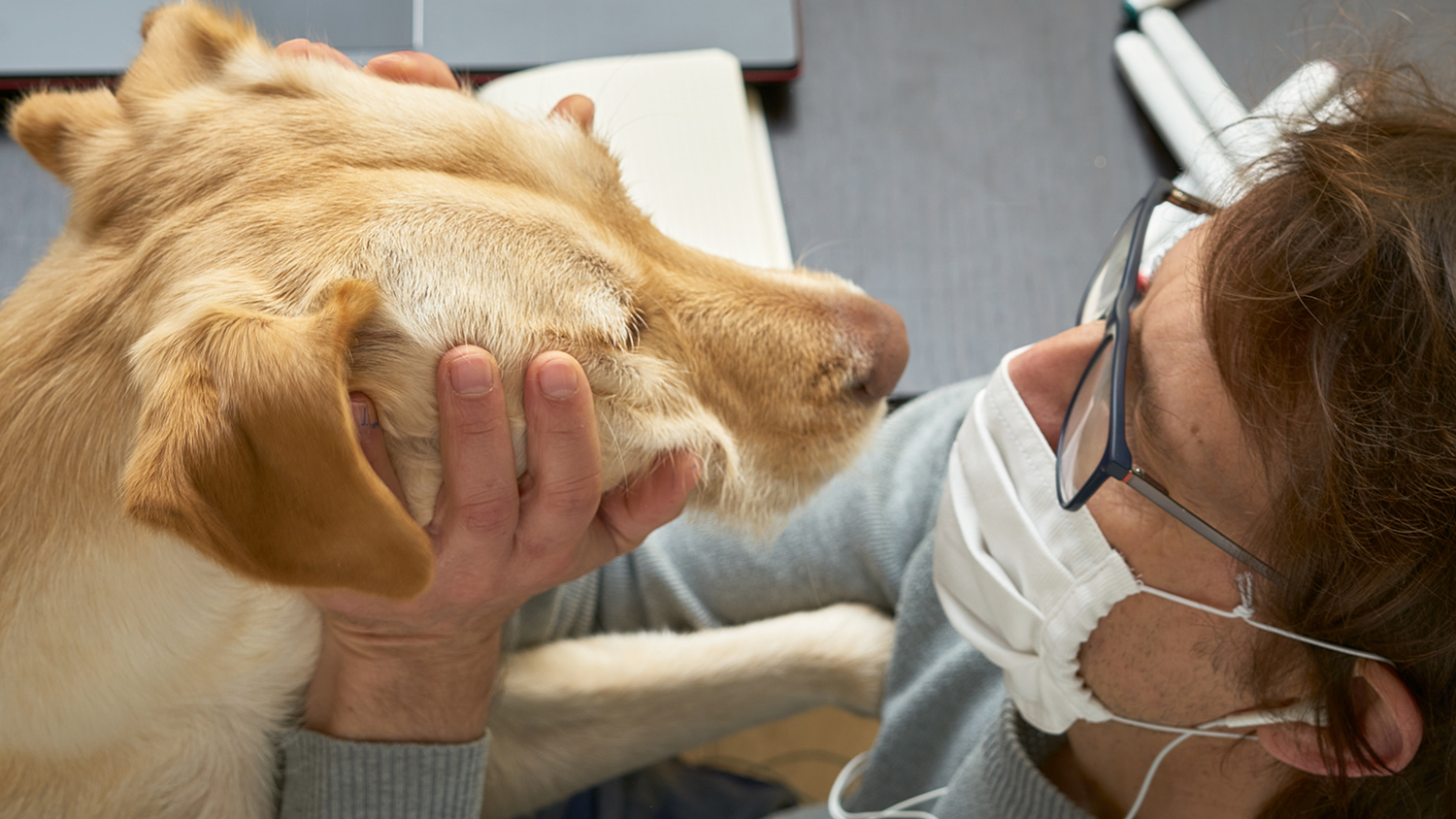 Ученые доказали, что собаки могут выявлять коронавирус с точностью до 96%