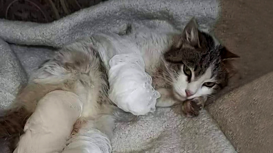 В Азербайджане кошке отрезали три лапы за то, что она украла кусок мяса