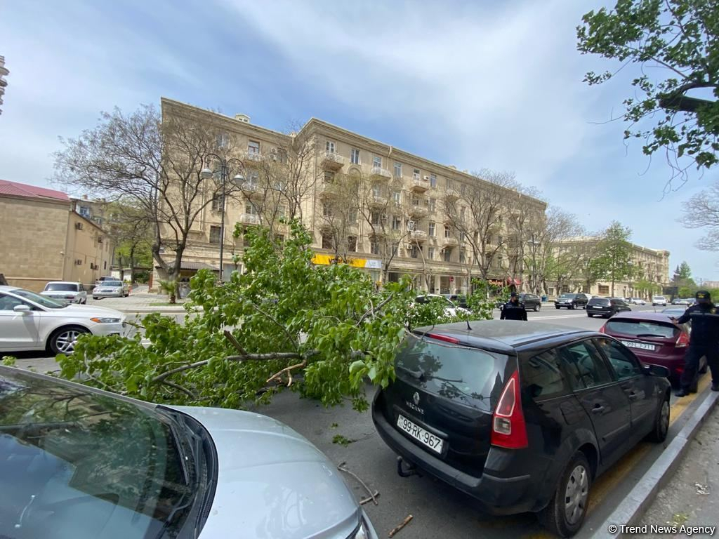 Сильный ветер повалил деревья в центре Баку, поврежден автомобиль - ФОТО