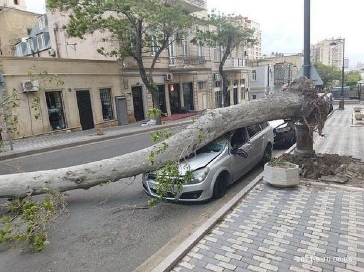 В Баку сильный ветер повалил дерево на машину - ФОТО